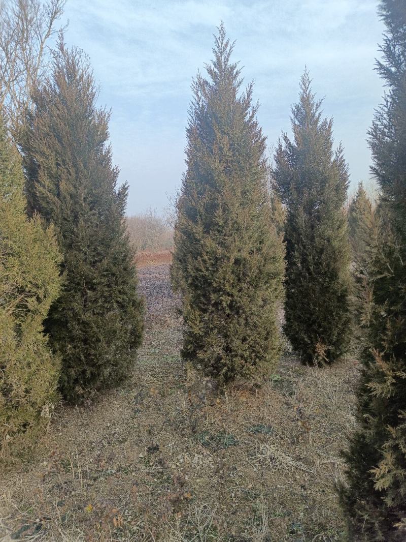 【热卖】基地直发蜀桧地柏工程苗一手货源欢迎咨询