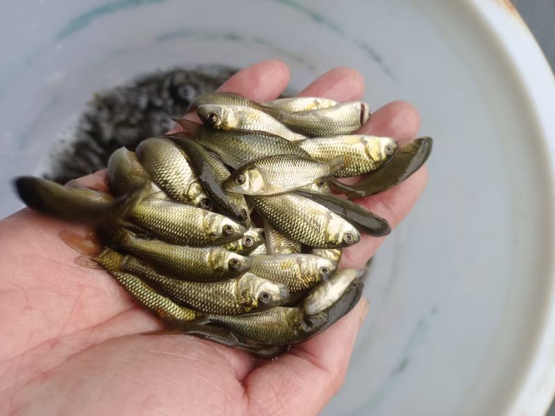 通威鲤鱼苗，品种快大，，一手货源，可视频或场地看货。
