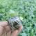大量供应西瓜苗,现挖现发,死苗补发,可视频看货,两证一签