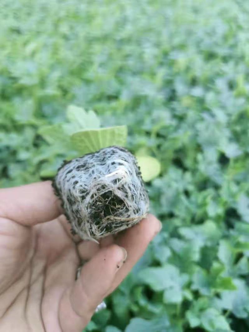 大量供应西瓜苗，现挖现发，死苗补发，可视频看货，两证一签