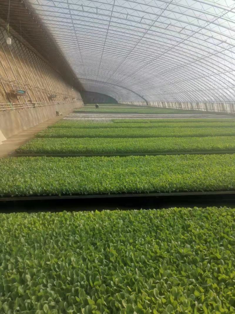 大量供应西瓜苗，现挖现发，死苗补发，可视频看货，两证一签