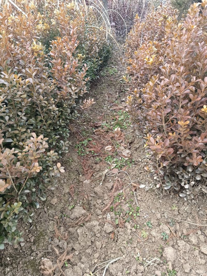 【好货】瓜子黄杨小叶黄杨工程苗规格齐全基地直发