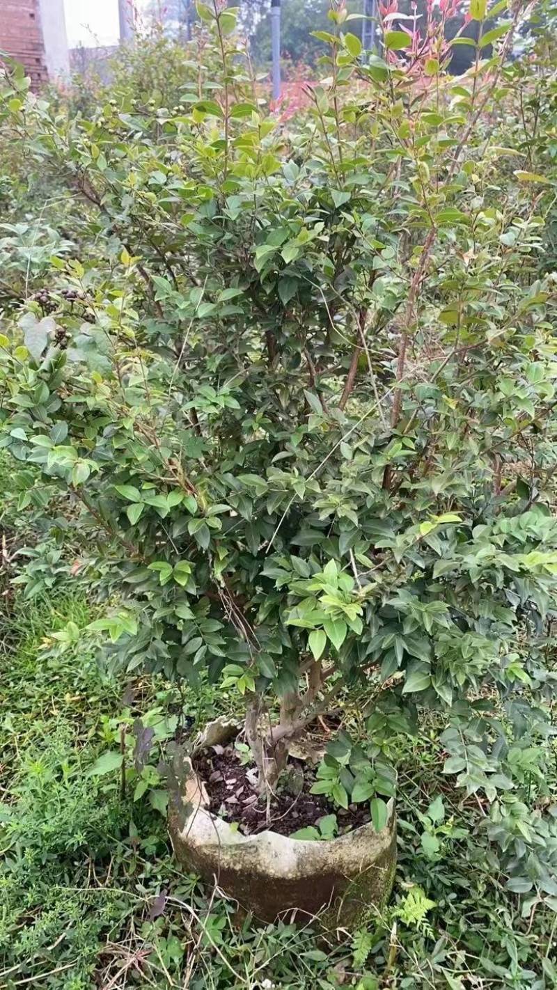 3-6公分树葡萄（嘉宝果）苗
