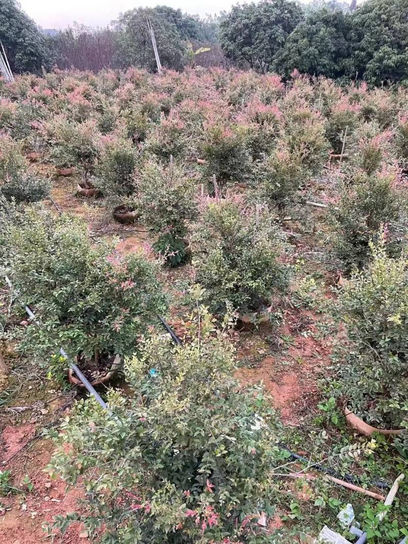 3-6公分树葡萄（嘉宝果）苗