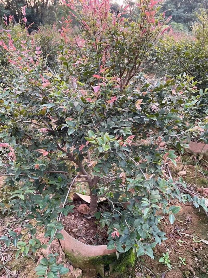 3-6公分树葡萄（嘉宝果）苗