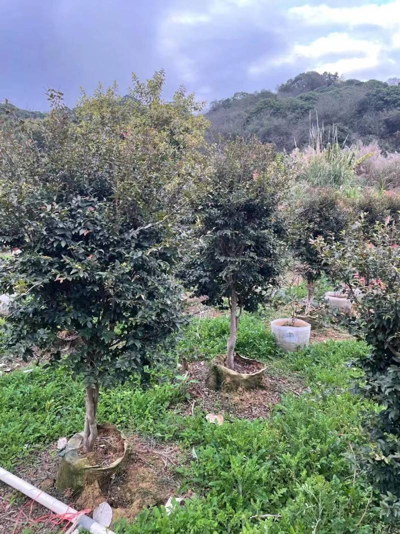 3-6公分树葡萄（嘉宝果）苗