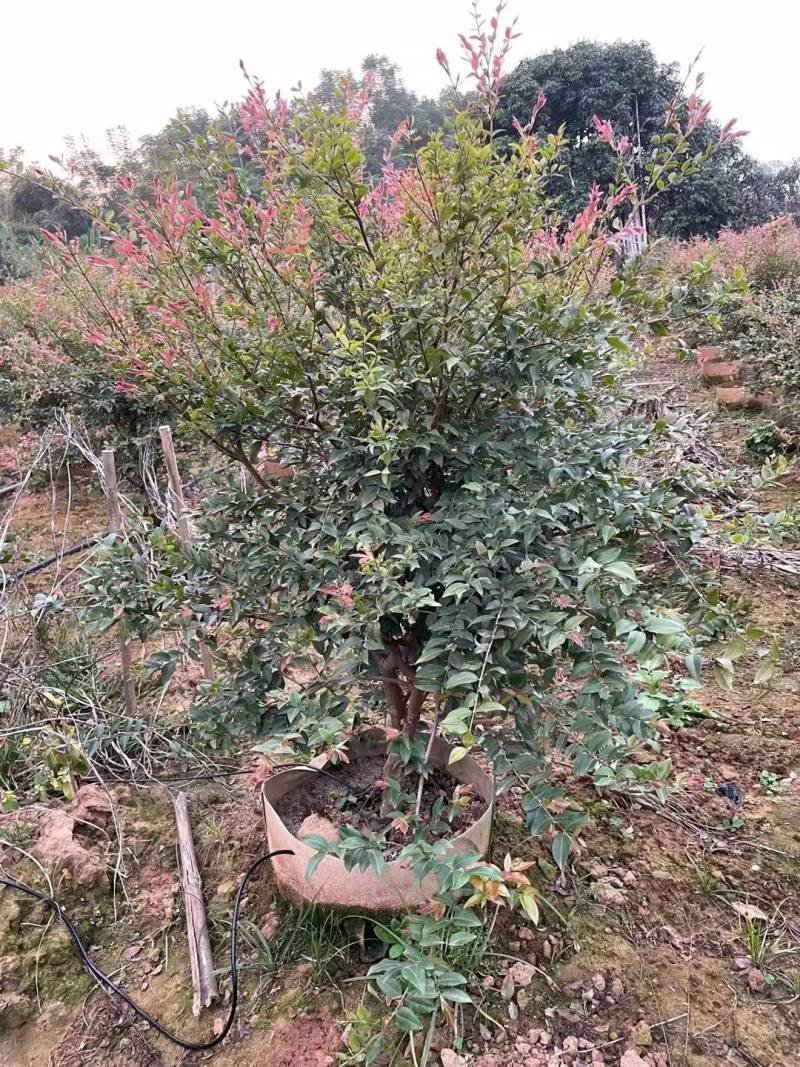 3-6公分树葡萄（嘉宝果）苗