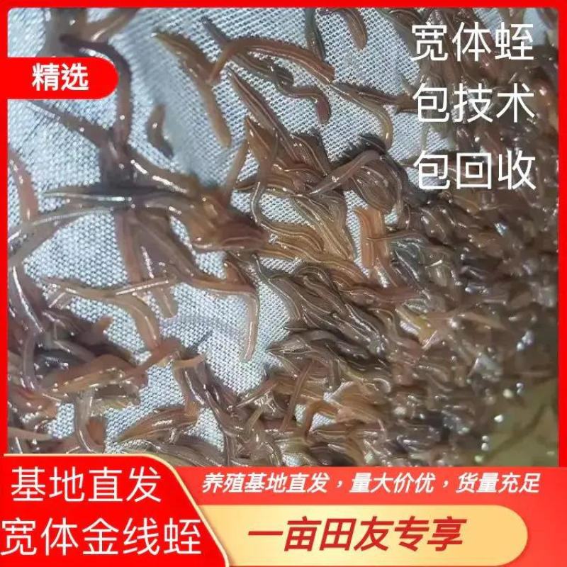水蛭精品卵茧，大学生村官项目，提供技术指导签订收购合同