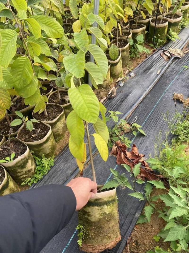 红宝石释迦果苗红皮红肉凤梨释迦