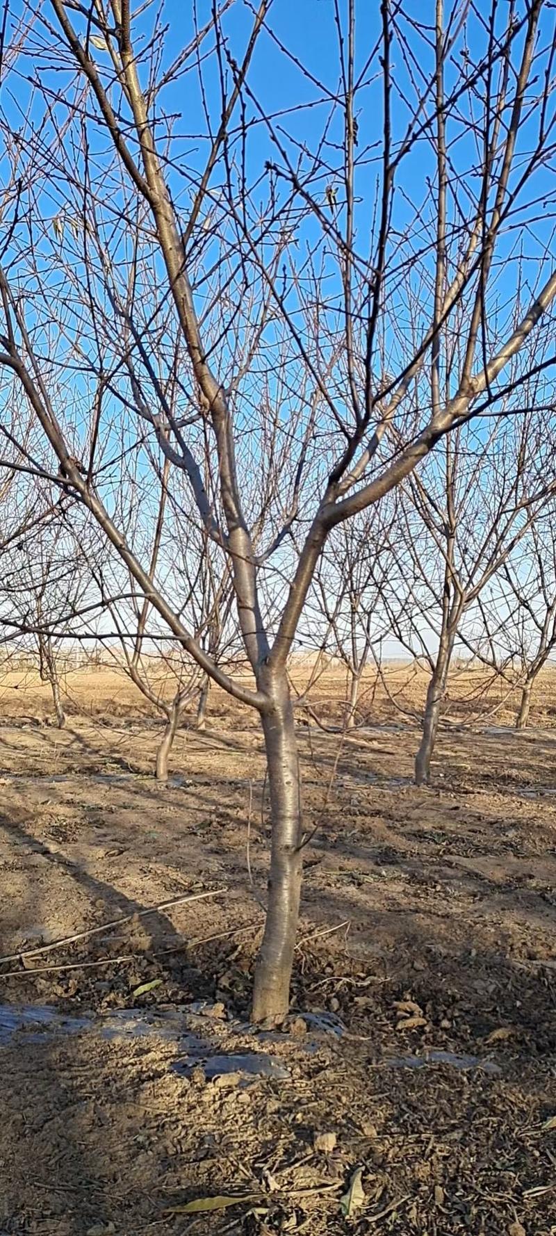 桃树现挖现发品种纯产地直销量大从优规格齐全提供技术