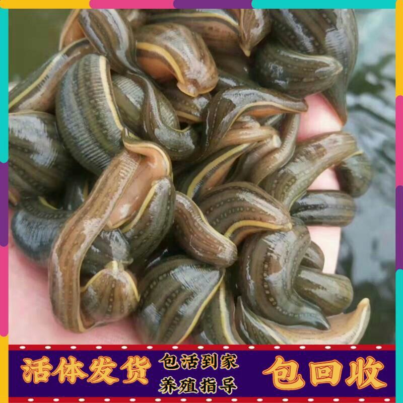 水蛭苗(蚂蟥)开口苗，满月苗，卵茧，宽体金线蚂蟥苗包回收