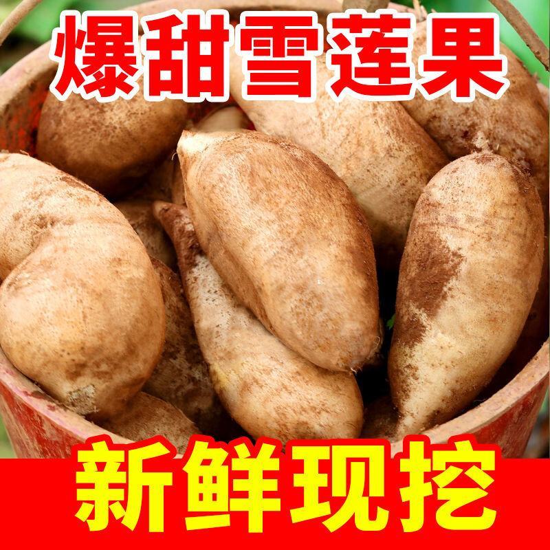 云南天山雪莲果黄心高山红泥新鲜水果对接商超批发一件代发