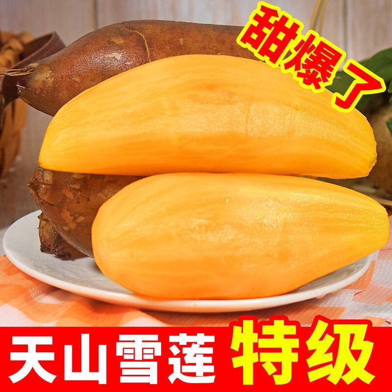 云南天山雪莲果黄心高山红泥新鲜水果对接商超批发一件代发