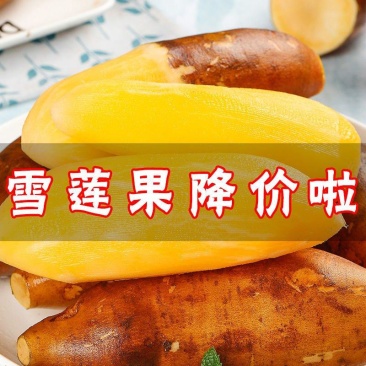 云南天山雪莲果黄心高山红泥新鲜水果对接商超批发一件代发
