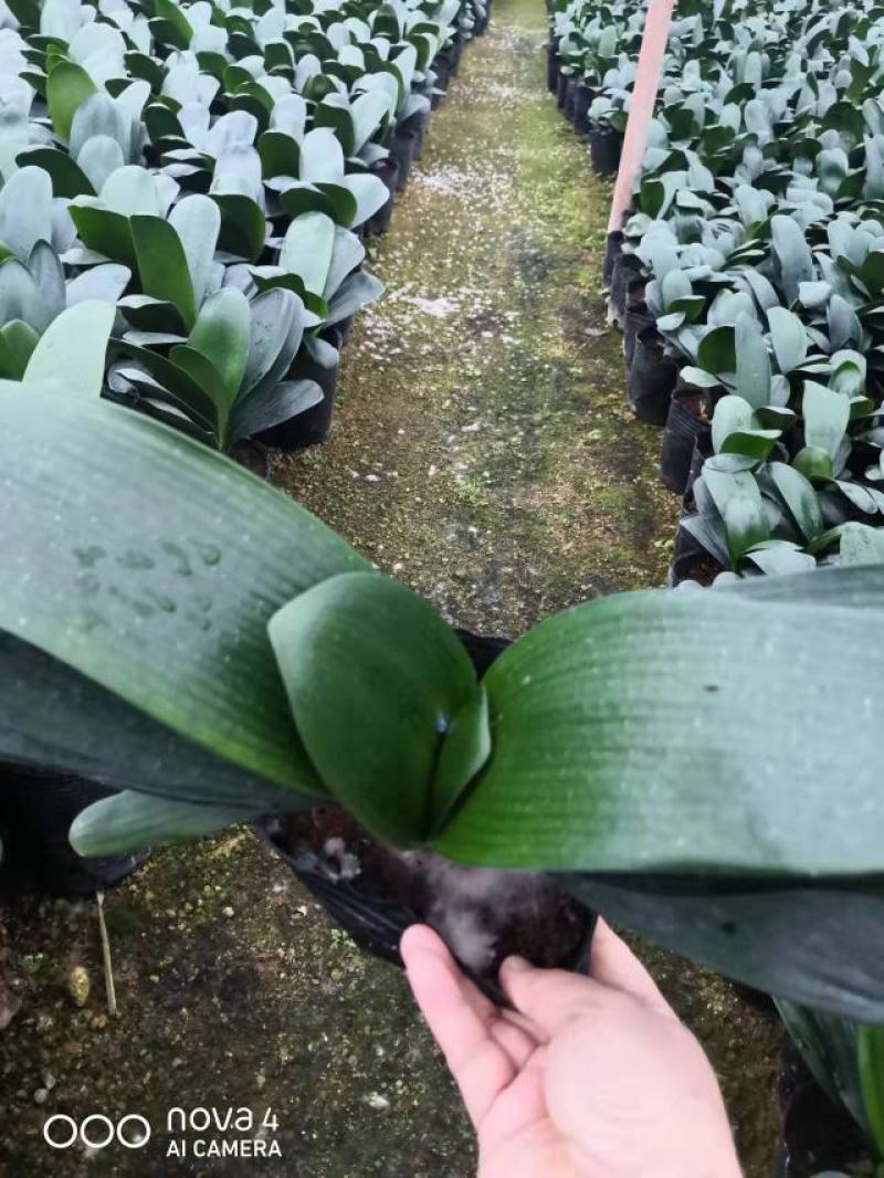 君子兰自产自销矮胖型大量有货基地直销精挑细选