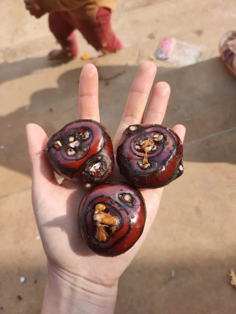 精品马蹄个头大又红又甜