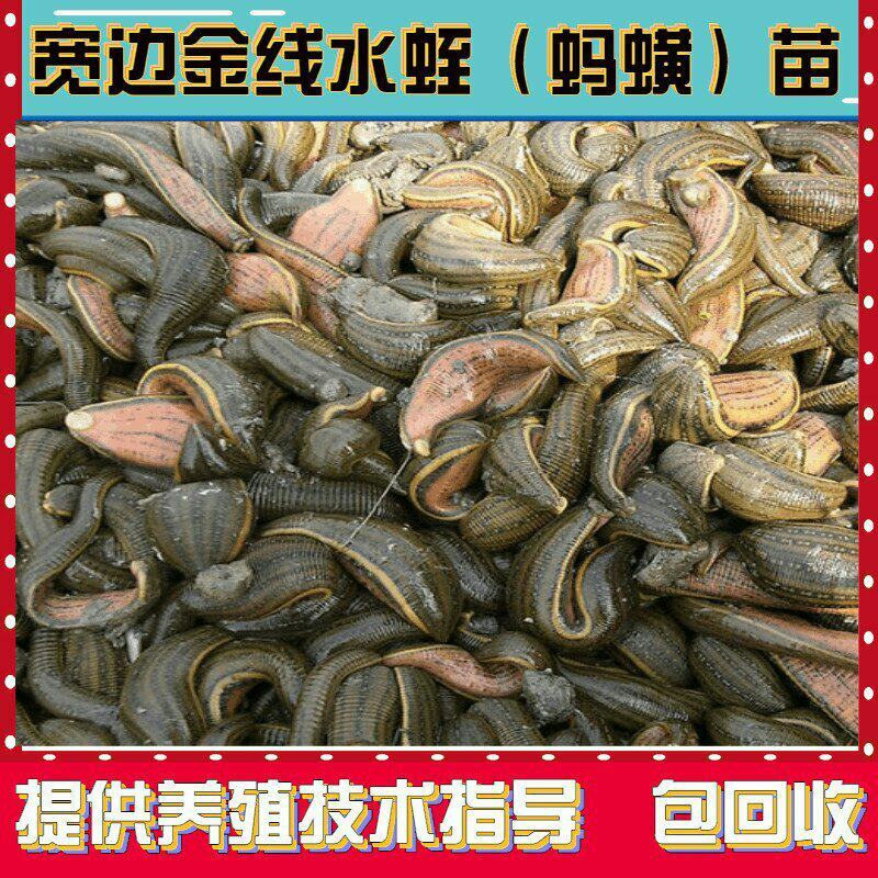 优质水蛭苗批发，宽体金线蚂蟥苗，幼苗卵茧，提供技术