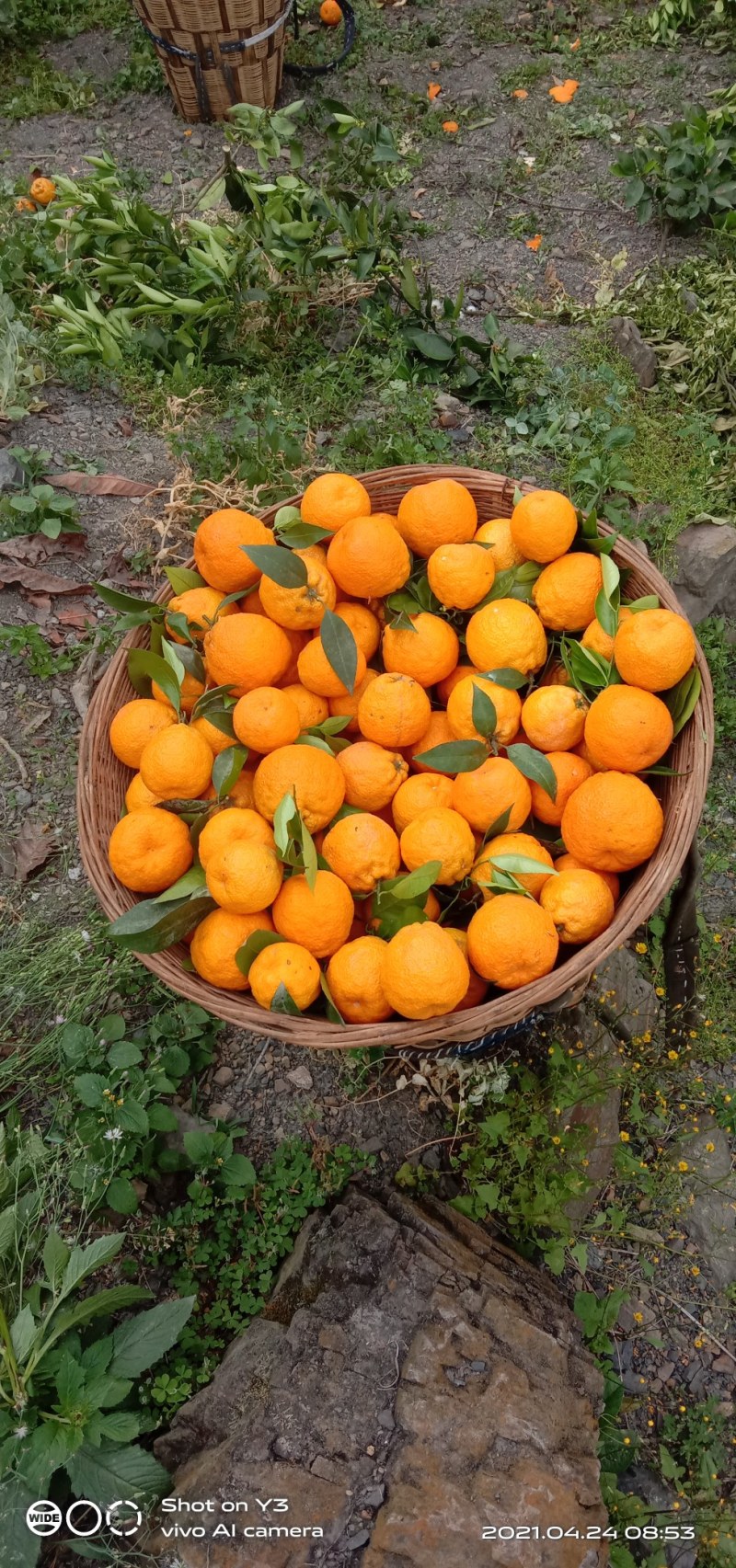 黄果柑