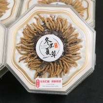 特价促销中虫草精选西藏冬虫夏草一手货源批发100支盒