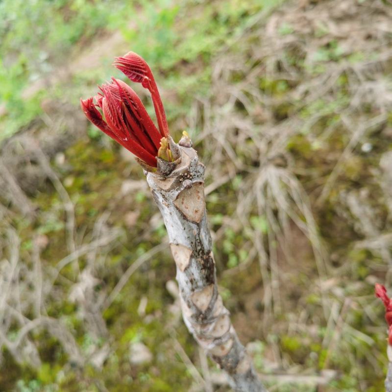 重庆露天红油香椿芽上市