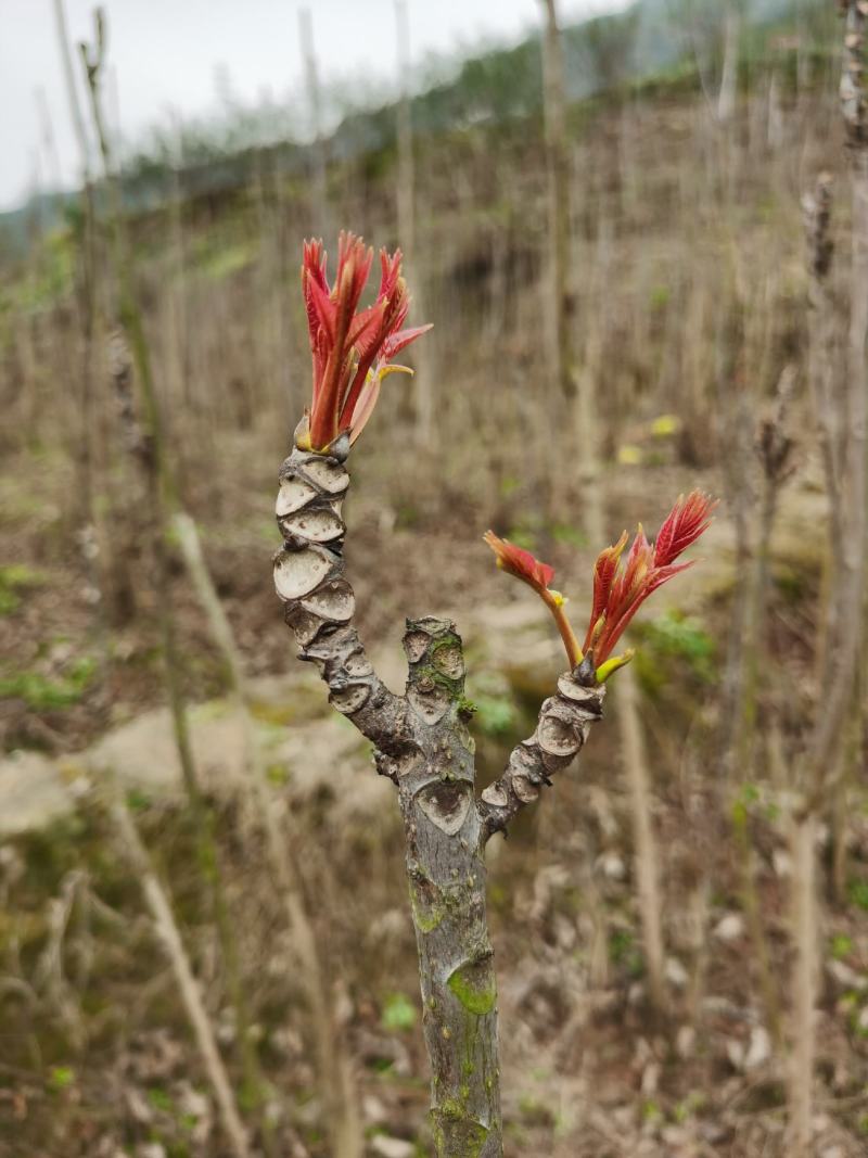 重庆露天红油香椿芽上市