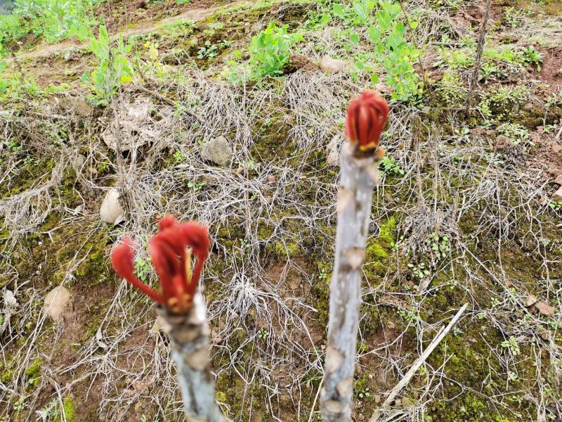 重庆露天红油香椿芽上市