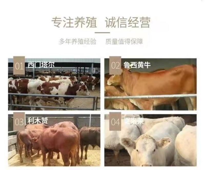 肉牛犊，西门塔尔肉牛犊，实地供应商，价格优惠，期待合作