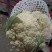 花菜有机散花青更白面基地直供超可供市走市场万亩基地量大