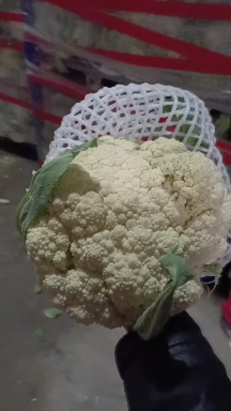 花菜有机散花青更白面基地直供超可供市走市场万亩基地量大