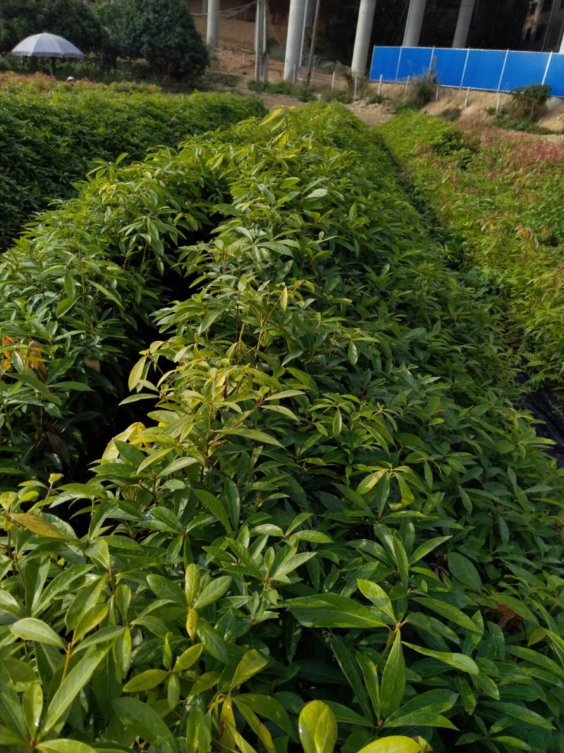 大量供应闽楠金丝楠木欢迎老板来造购预订。