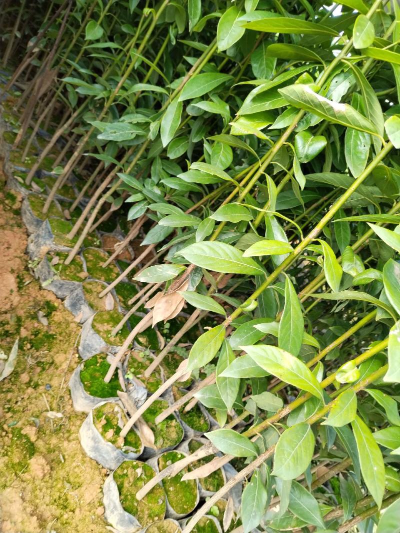 大量供应闽楠金丝楠木欢迎老板来造购预订。