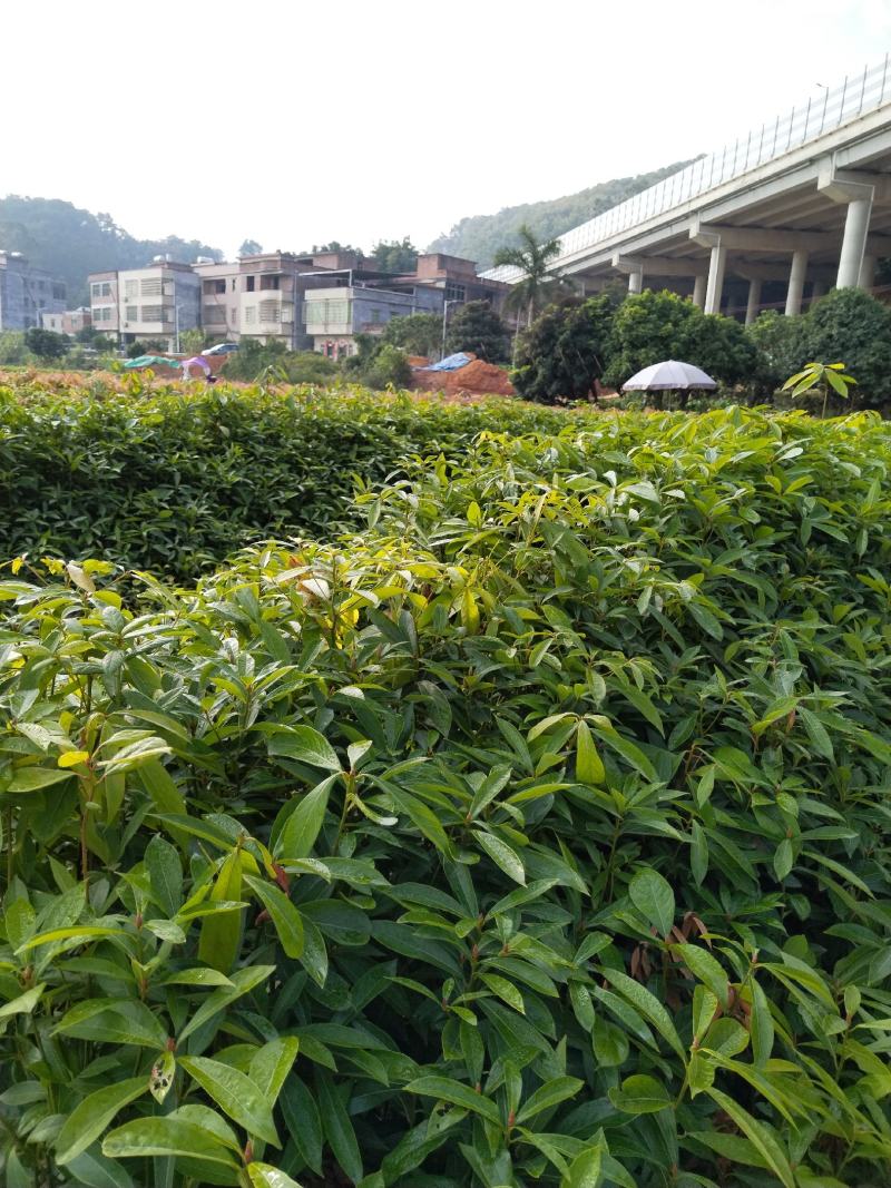 大量供应闽楠金丝楠木欢迎老板来造购预订。