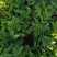 自家种植批发红椎、