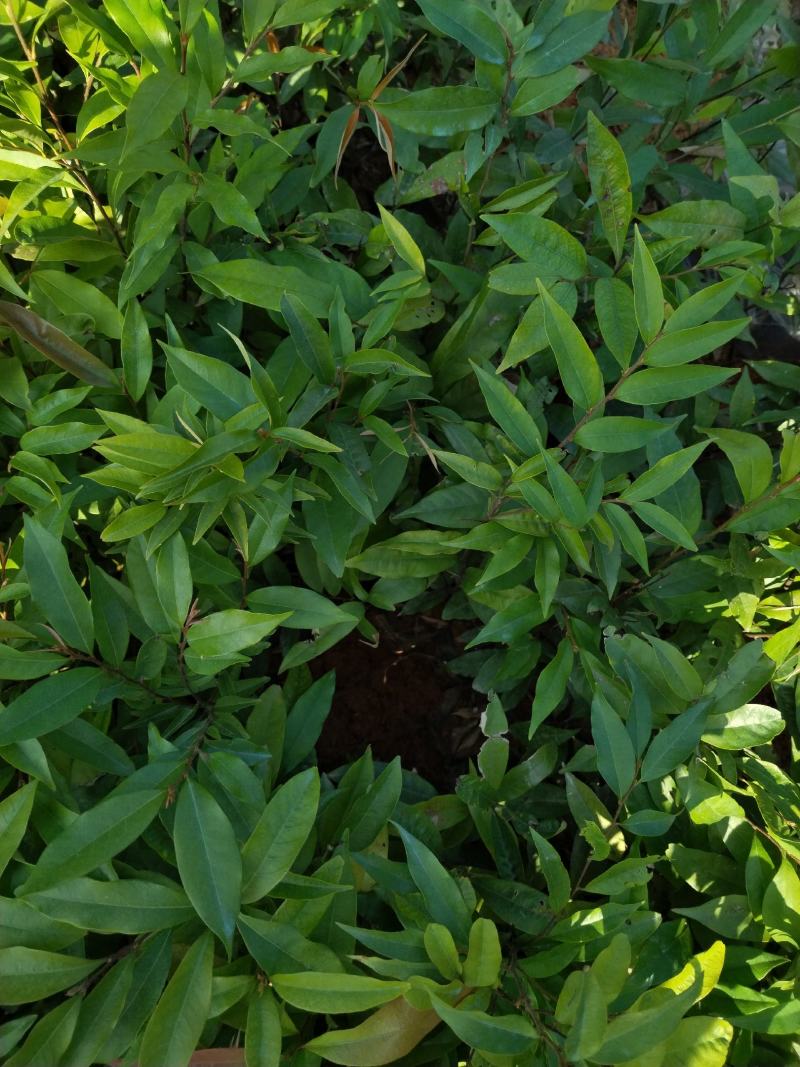 自家种植批发红椎、