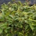 自家种植批发红椎、