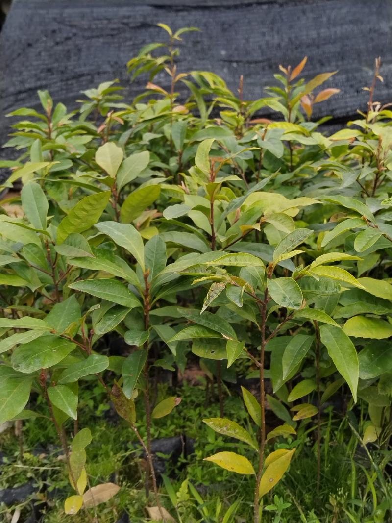 自家种植批发红椎、