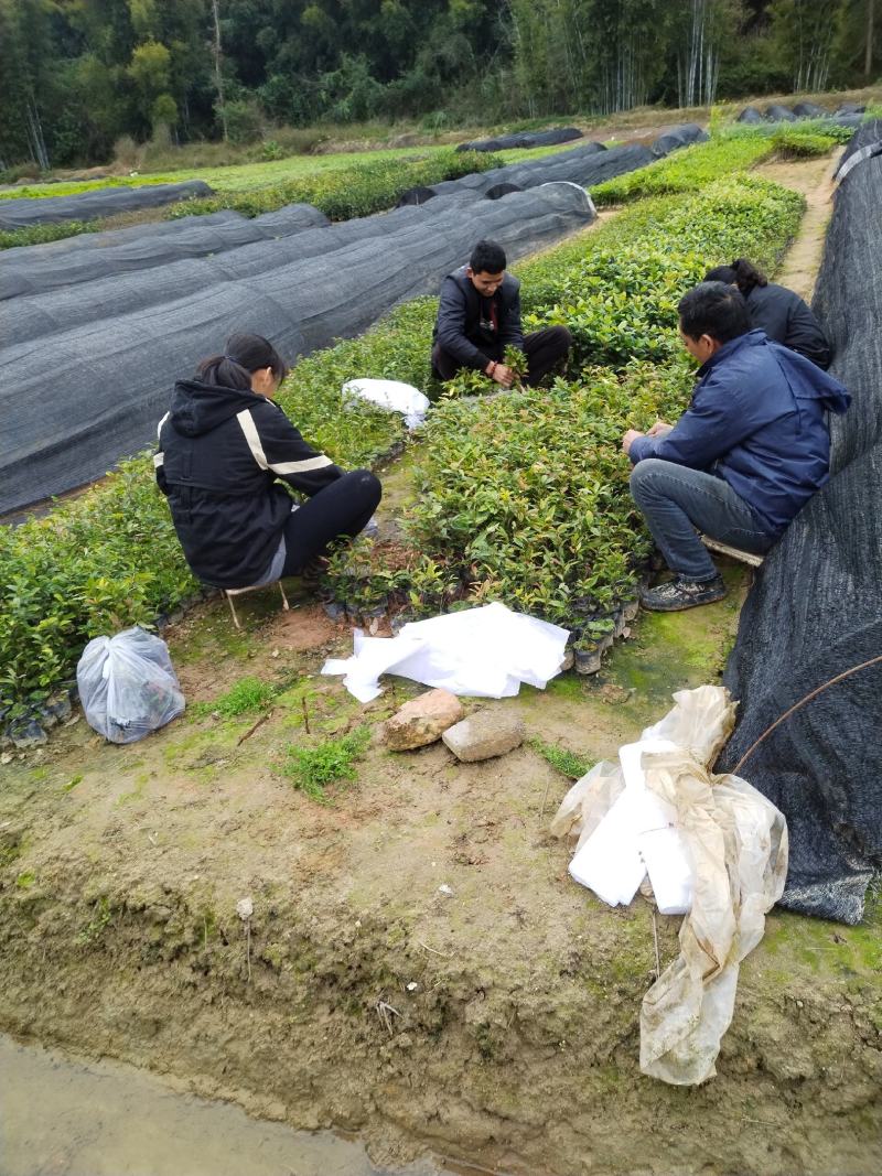 自家种植批发红椎、