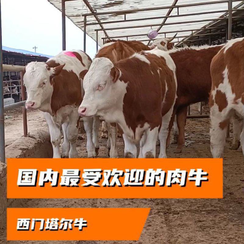 肉牛，纯种西门塔尔肉牛犊，长势快，出肉率高，厂家直销