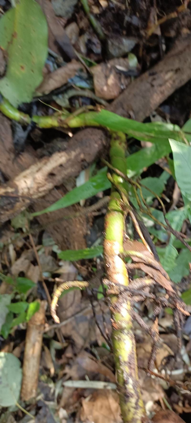 大山里的开口箭，青根现采现发。