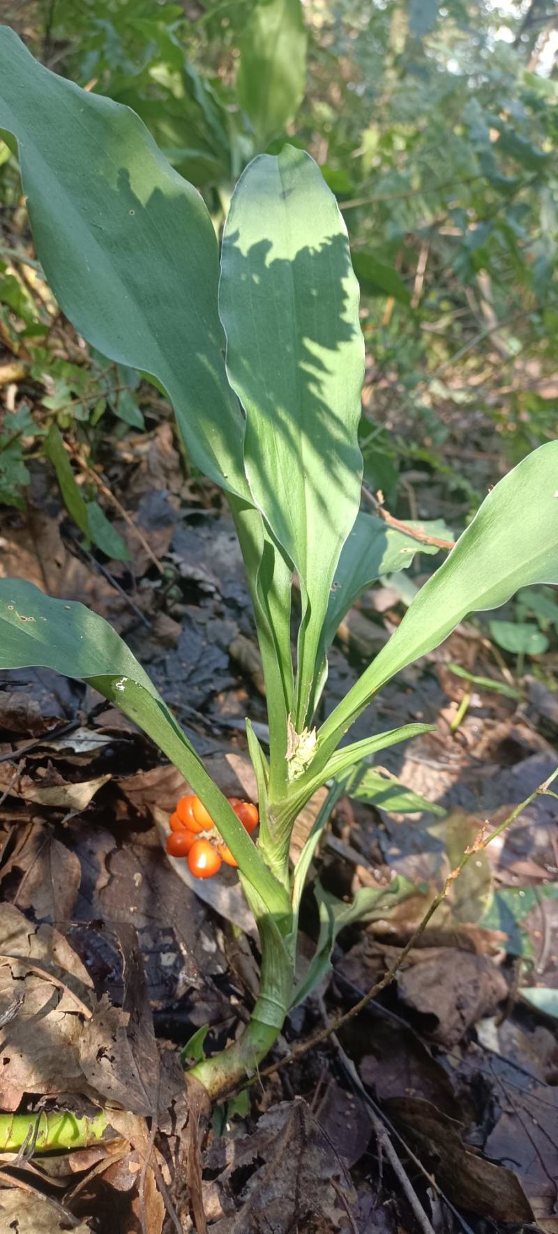 大山里的开口箭，青根现采现发。