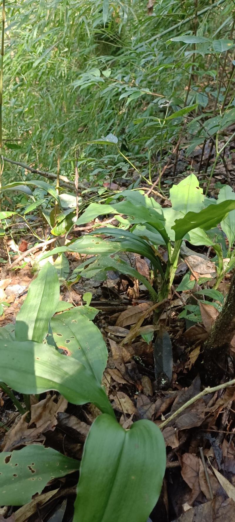 大山里的开口箭，青根现采现发。