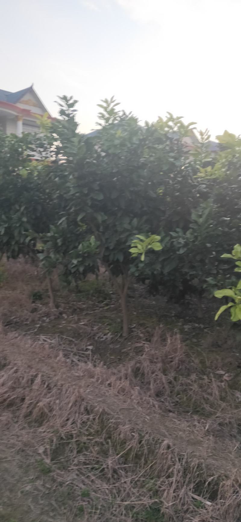 湖南靖州金鑫苗木合作社有大量柚子树苗