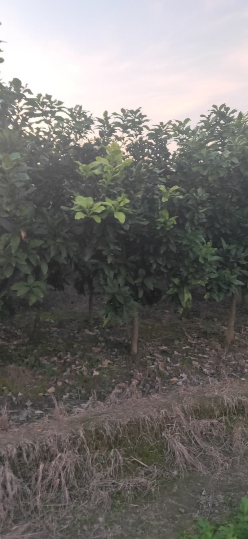 湖南靖州金鑫苗木合作社有大量柚子树苗