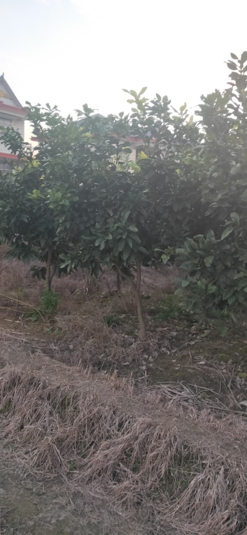 湖南靖州金鑫苗木合作社有大量柚子树苗