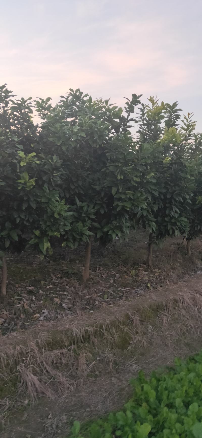 湖南靖州金鑫苗木合作社有大量柚子树苗