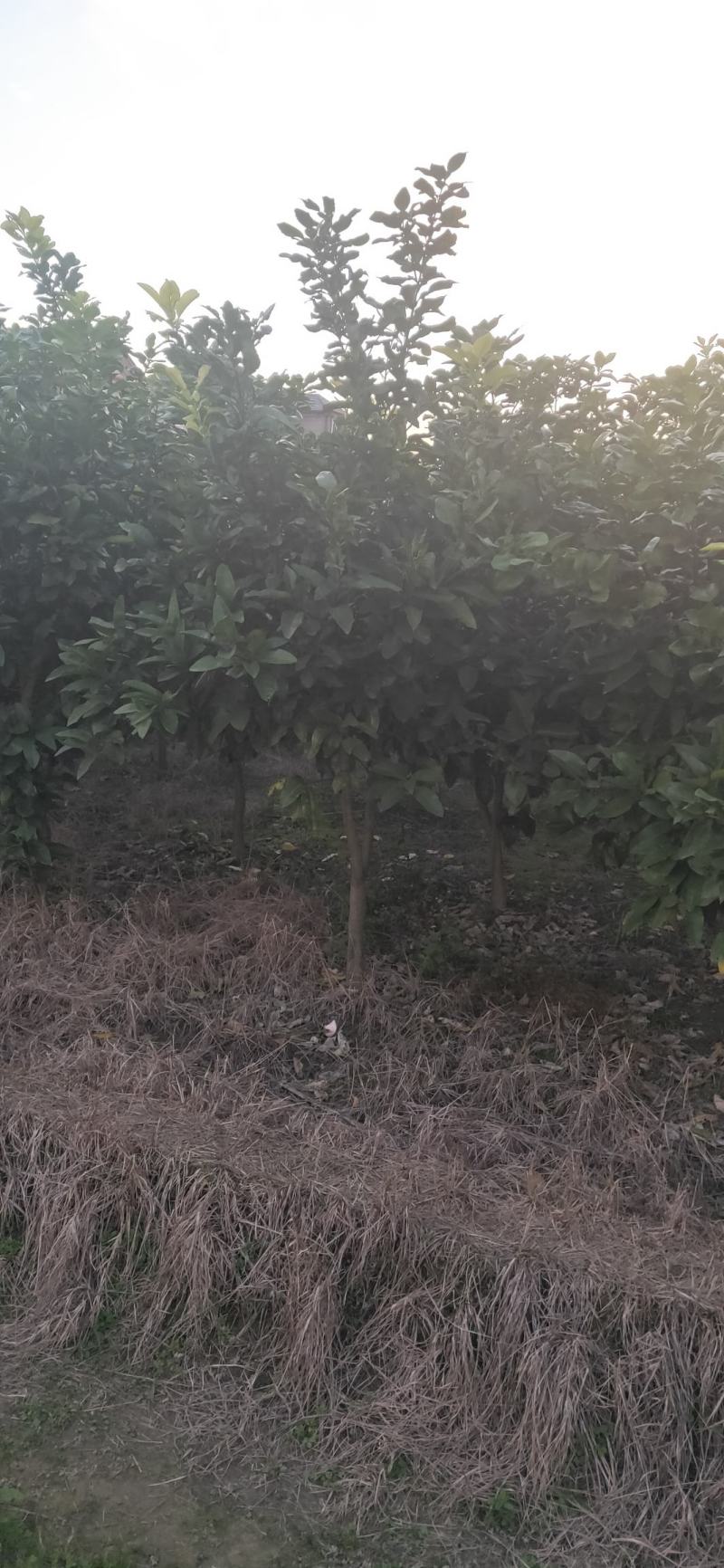 湖南靖州金鑫苗木合作社有大量柚子树苗