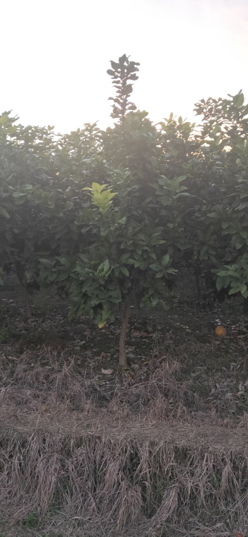 湖南靖州金鑫苗木合作社有大量柚子树苗