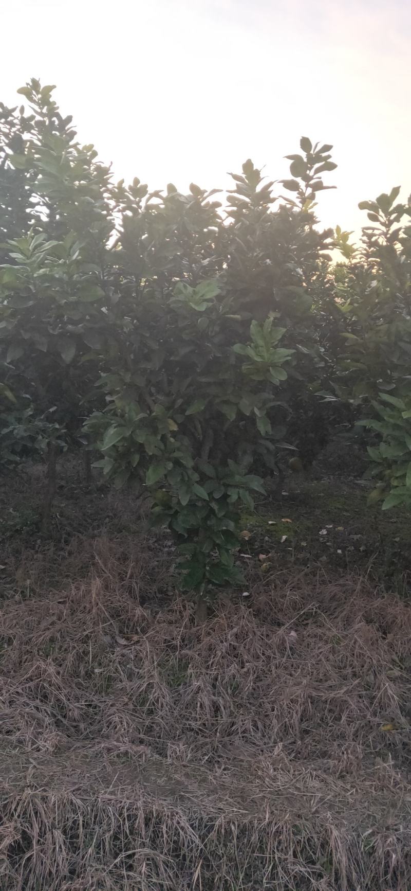 湖南靖州金鑫苗木合作社有大量柚子树苗