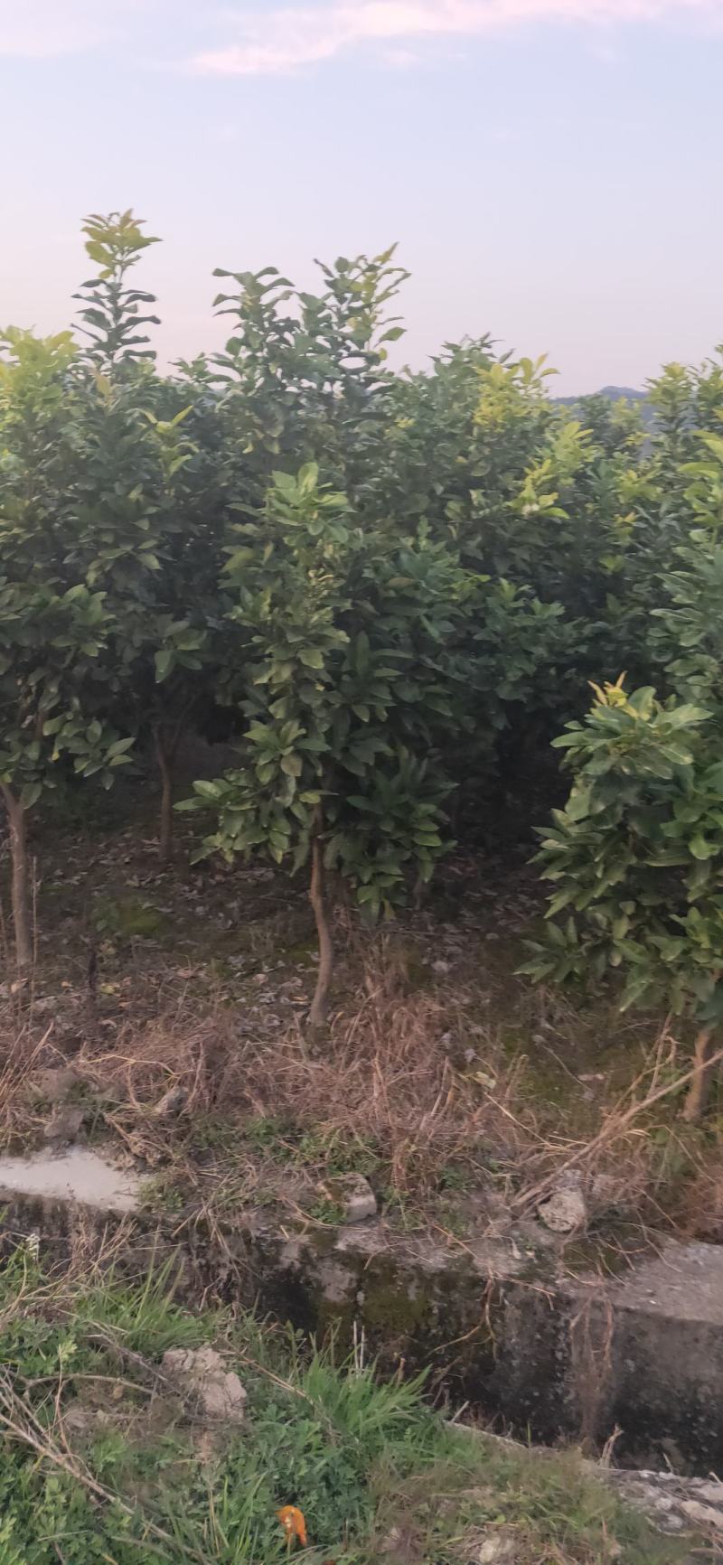 湖南靖州金鑫苗木合作社有大量柚子树苗