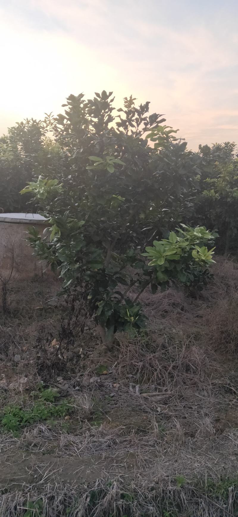 湖南靖州金鑫苗木合作社有大量柚子树苗